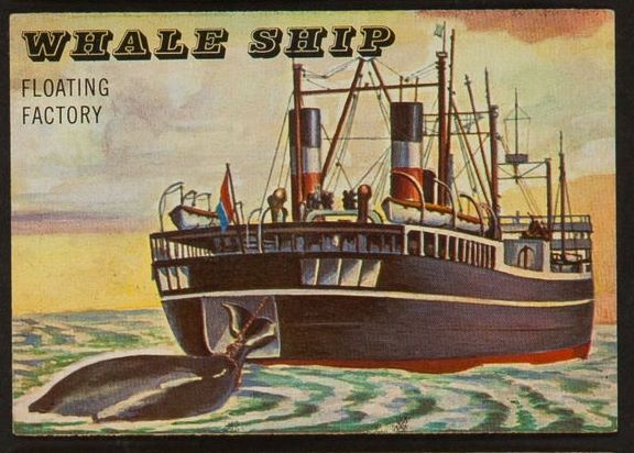 185 Whale Ship